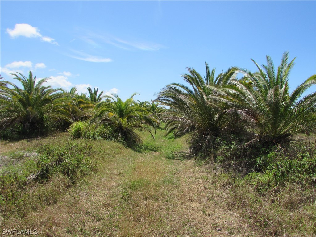 13350 Stringfellow Road Bokeelia, FL 33922 - Photo 18 of 46 a view of a palm plant in front of a building