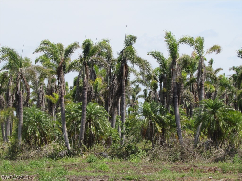 13350 Stringfellow Road Bokeelia, FL 33922 - Photo 28 of 46 a view of a plant in a yard