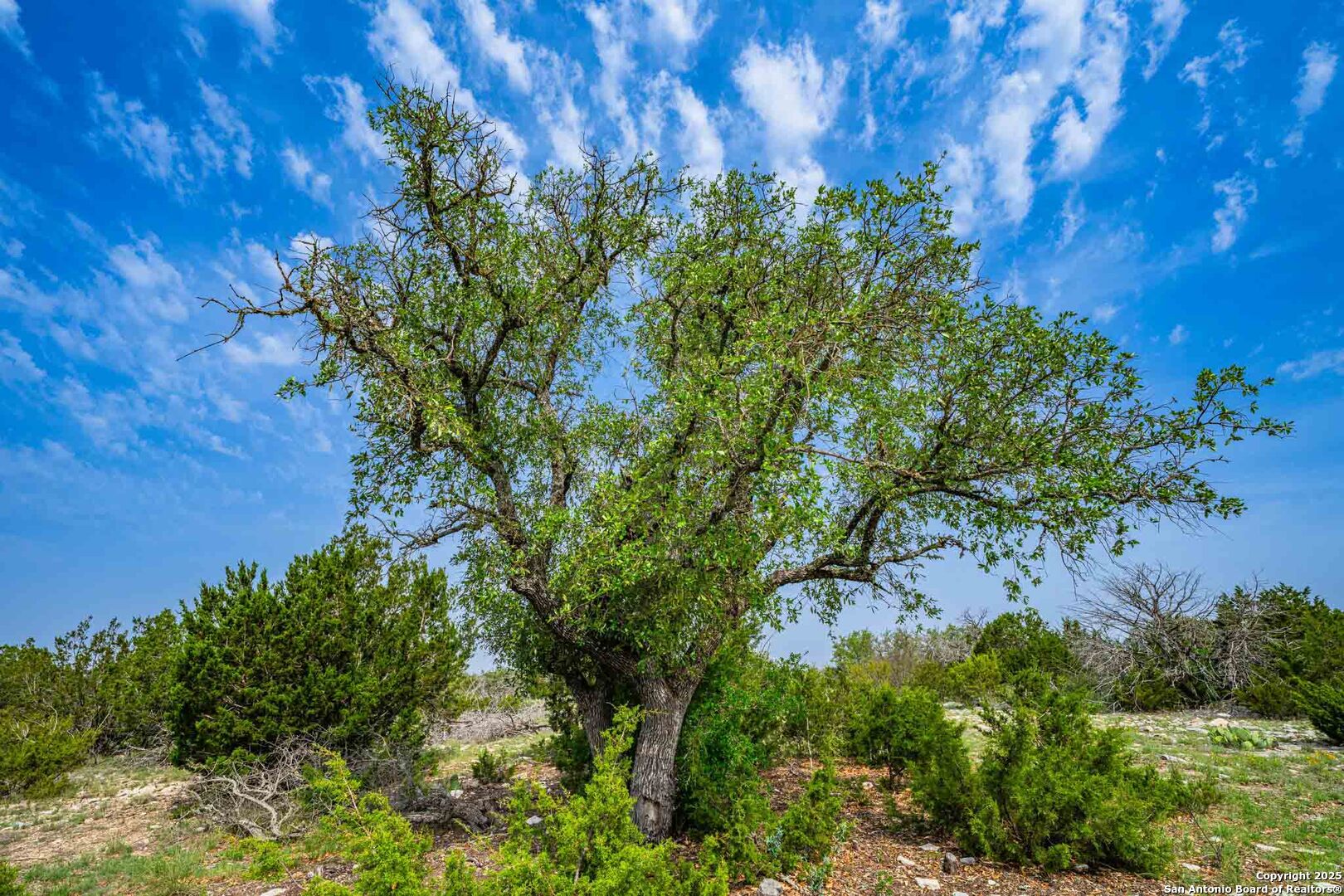 Tbd 74240th Rocksprings, TX 78880 - Photo 11 of 33 a plant that is in a garden