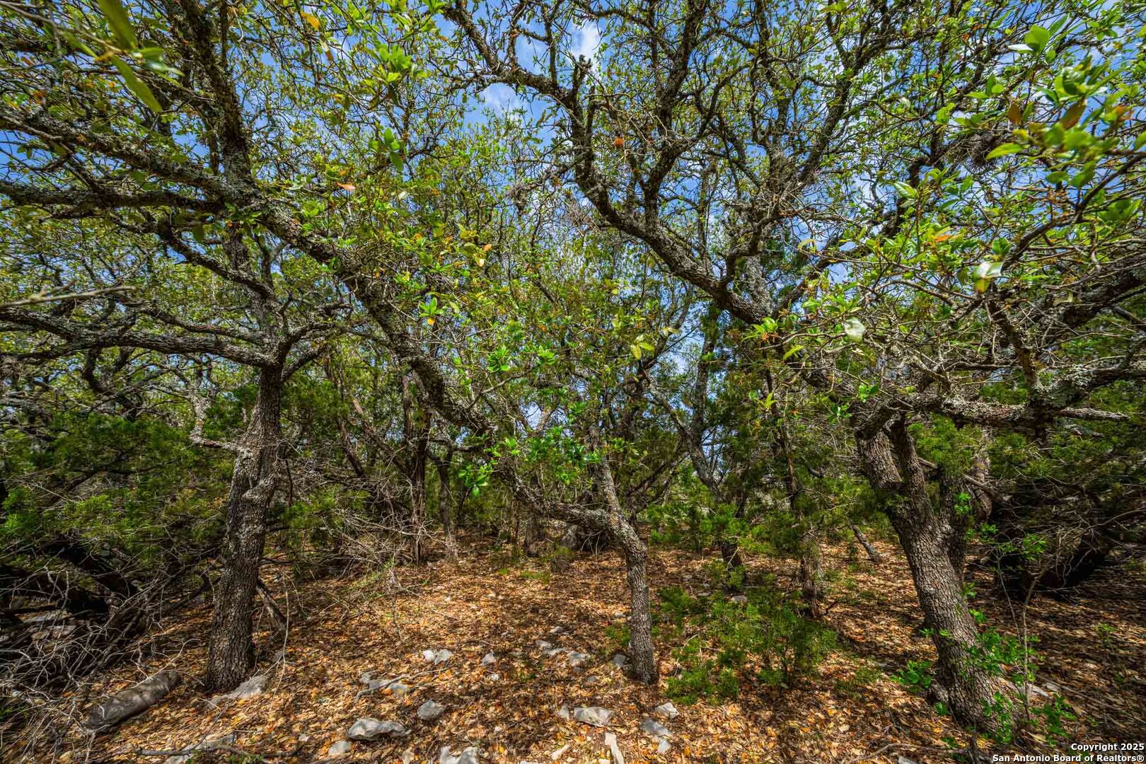 Tbd 74240th Rocksprings, TX 78880 - Photo 20 of 33 a view of a yard with a tree