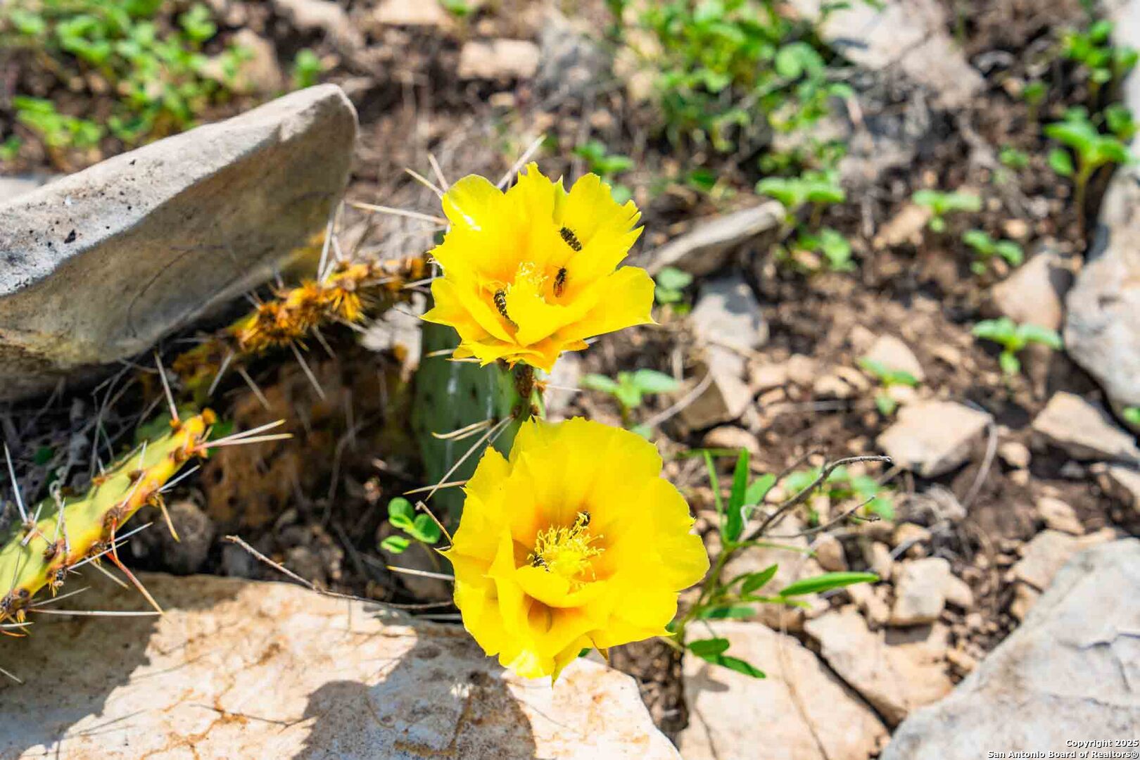 Tbd 74240th Rocksprings, TX 78880 - Photo 26 of 33 a view of a staircase with painted walls