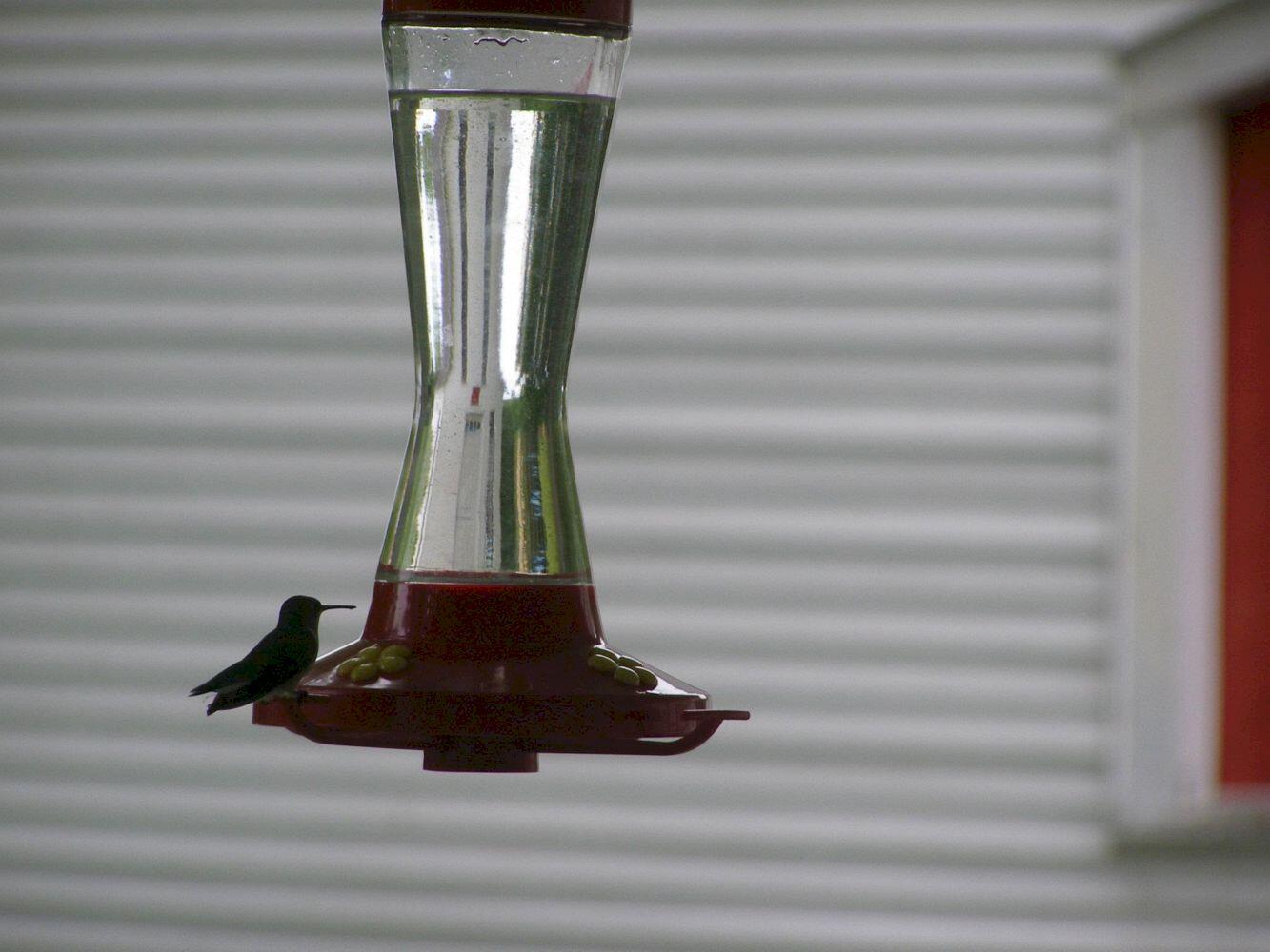 1642 East Ridge Road Cornville, ME 04976 - Photo 71 of 82 71. hummingbird female