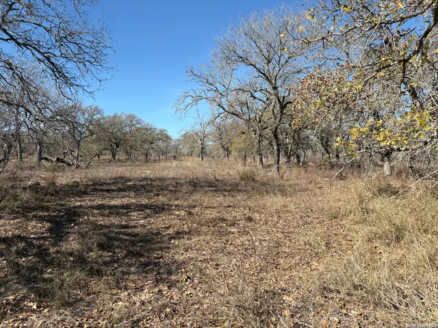 a view of dirt field with large trees