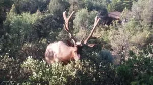 $1,600,000 | 1201-1203 West Chatham Drive, Payson, AZ 85541