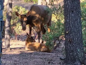 a view of a chairs and table in the patio