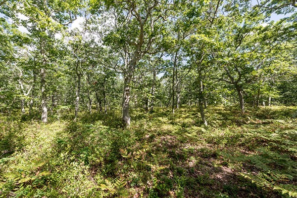 80 A Oyster Pond Road Edgartown, MA 02539 - Photo 4 of 27 Gallery Image 4