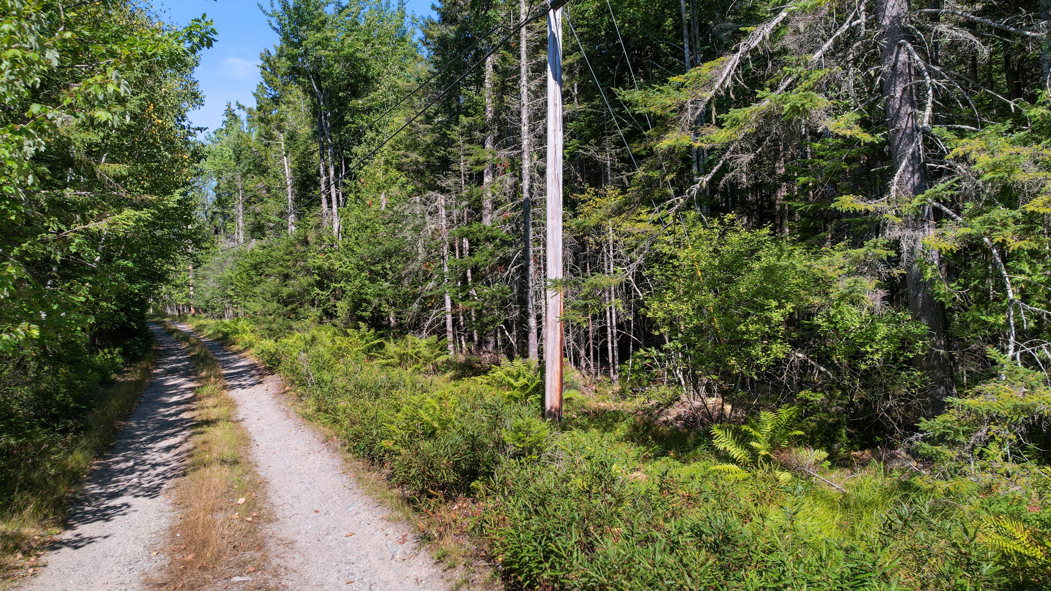 Lot # North Road Lamoine, ME 04605 - Photo 2 of 13 road view