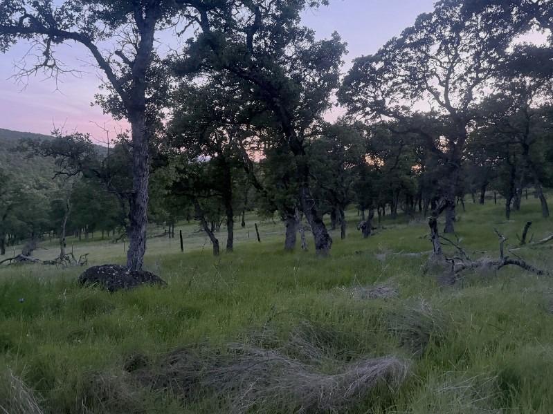 a view of a forest with trees in the background