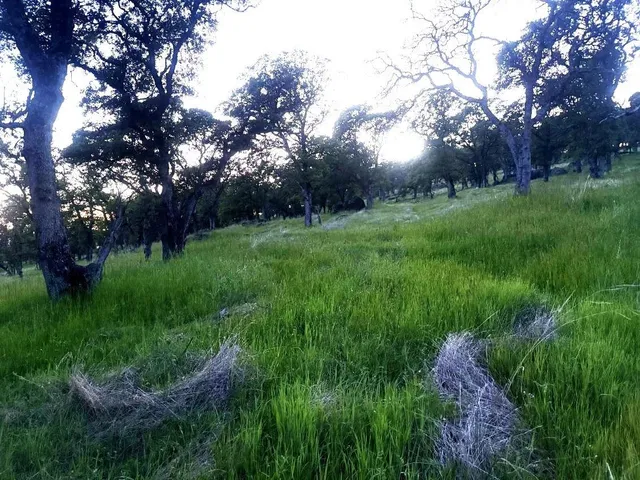a view of yard with green space