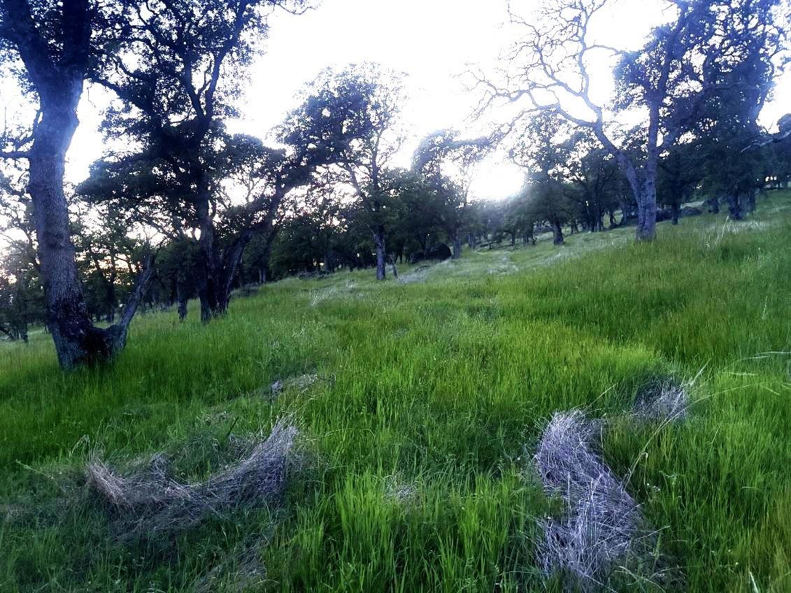 0 Spring Valley Marysville, CA 95901 - Photo 3 of 9 a view of yard with green space