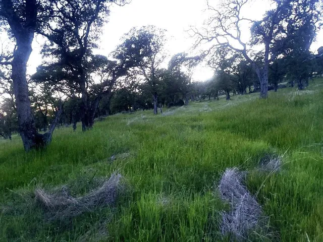 a view of a lush green space