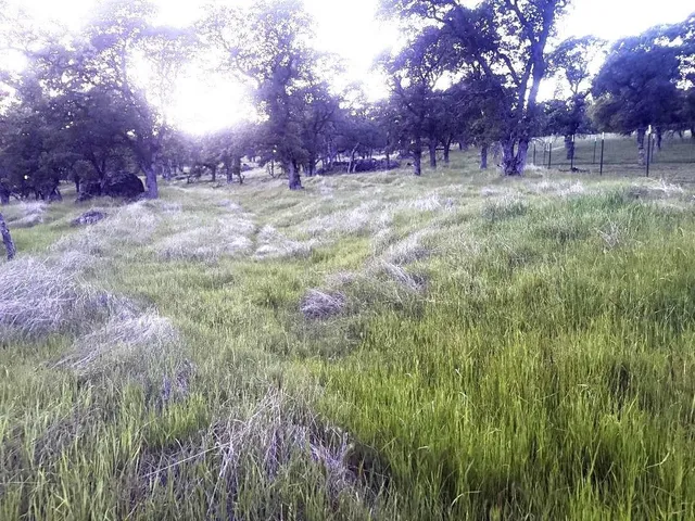 a fire hydrant in the middle of a field
