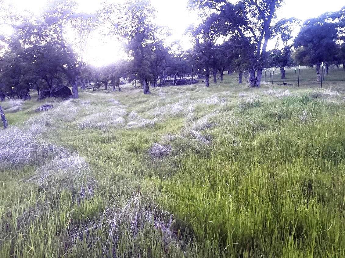 0 Spring Valley Marysville, CA 95901 - Photo 5 of 9 a fire hydrant in the middle of a field
