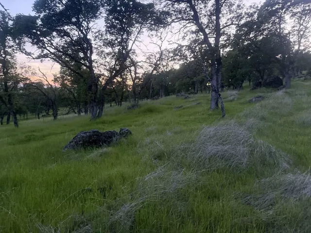 a view of a park with large trees