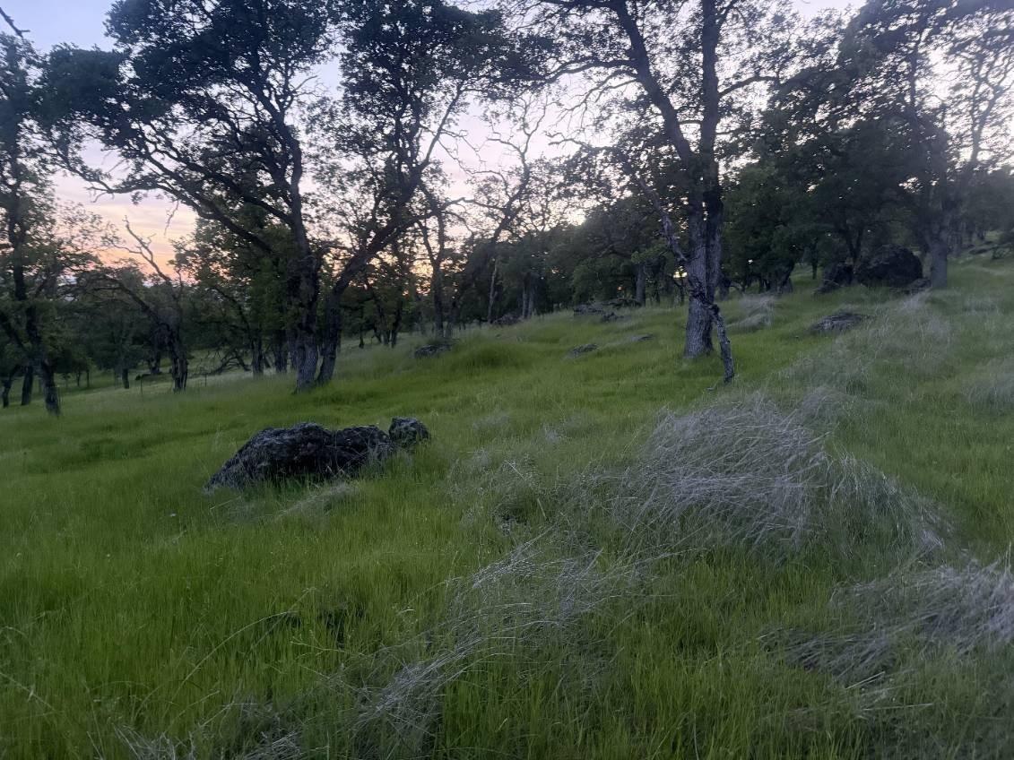 0 Spring Valley Marysville, CA 95901 - Photo 6 of 9 a view of a park with large trees