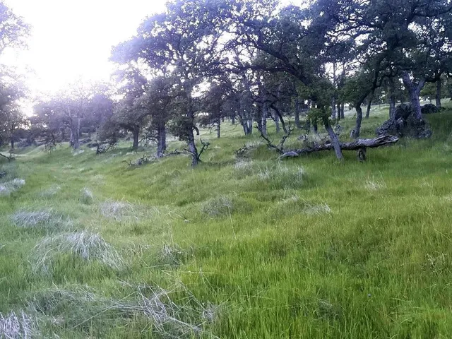 a view of park with trees