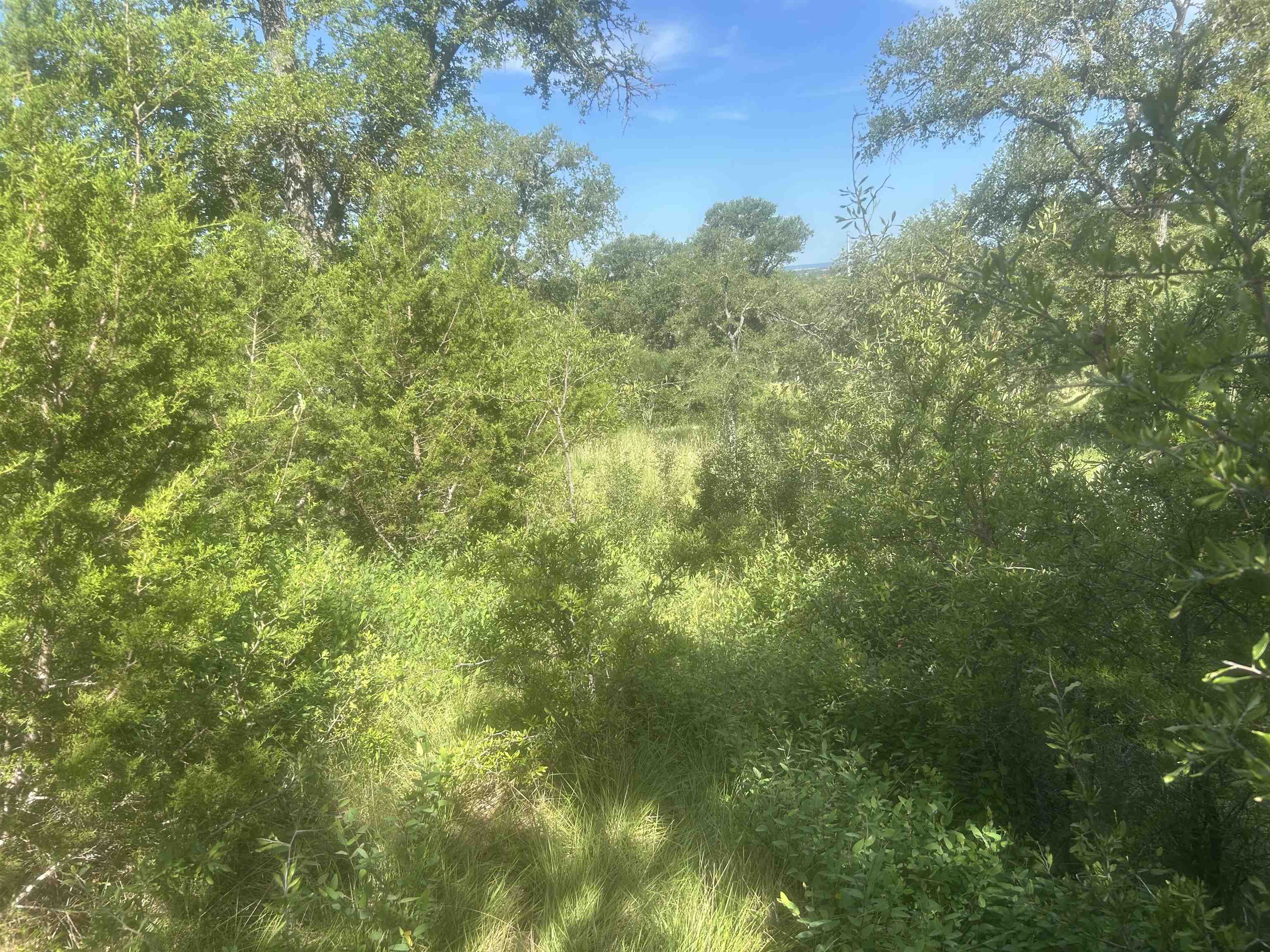 37 A Keystone Ridge Buchanan Dam, TX 78609 - Photo 4 of 25 a view of a lush green forest