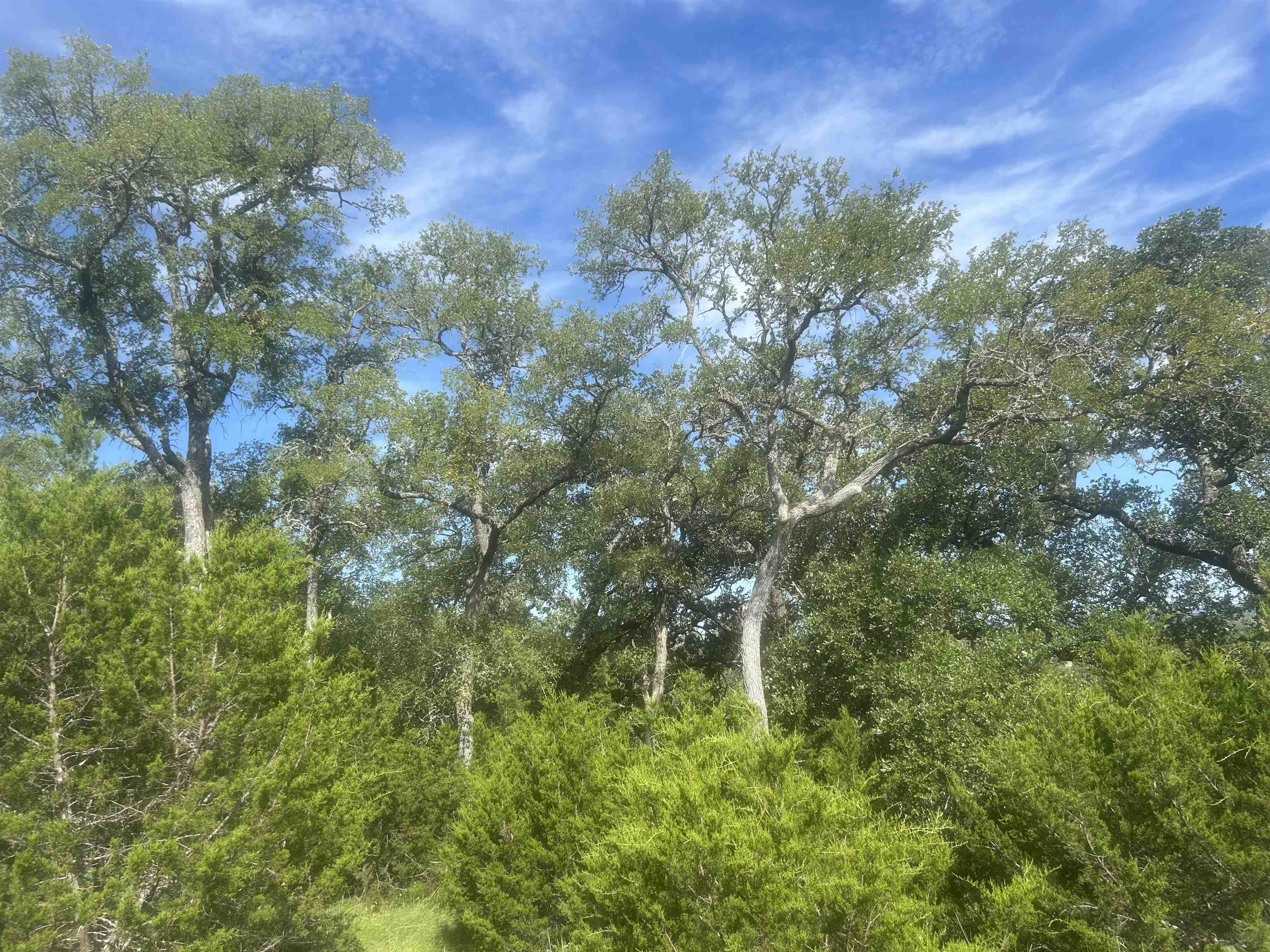 37 A Keystone Ridge Buchanan Dam, TX 78609 - Photo 6 of 25 a view of a green yard