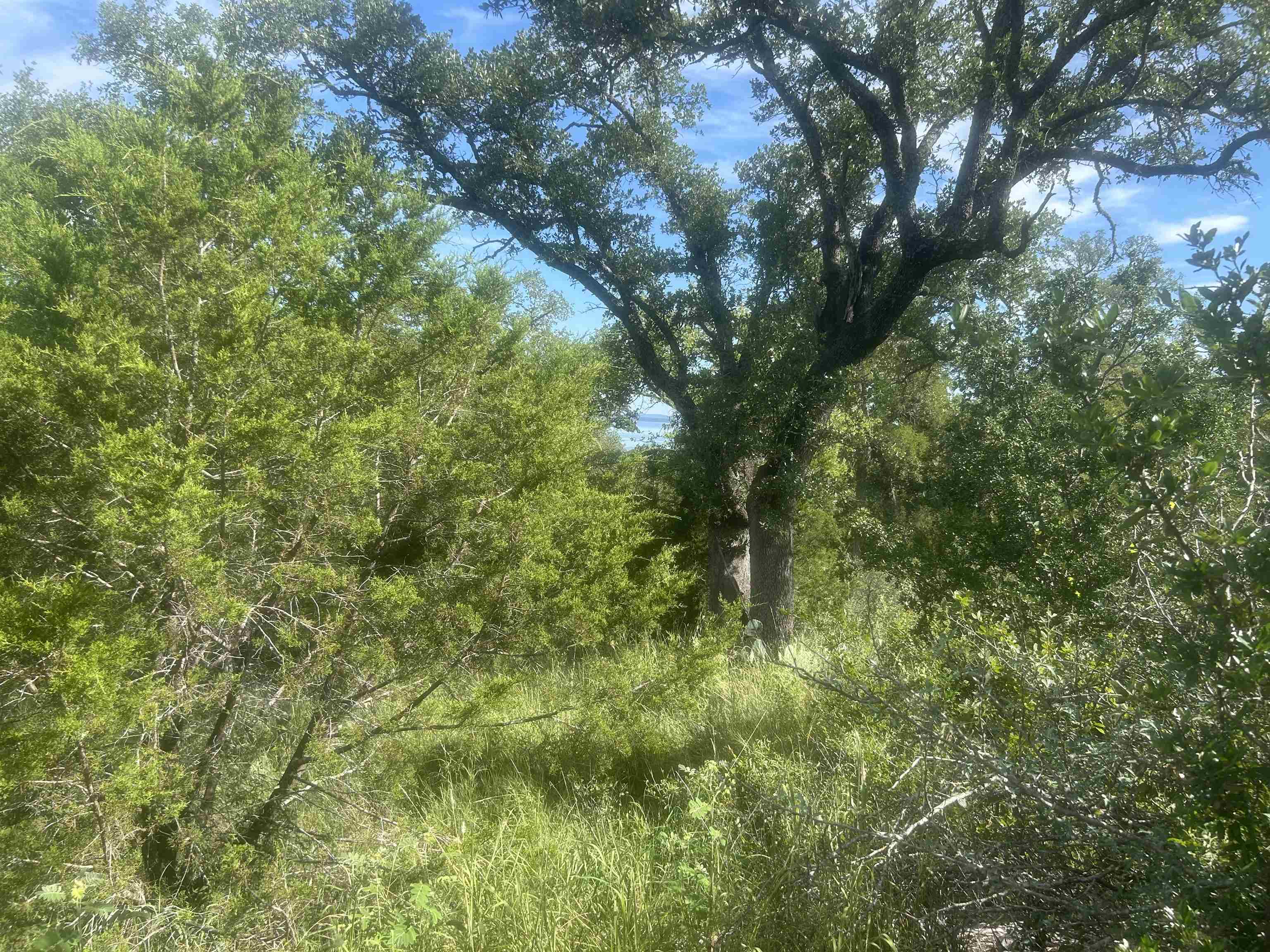 37 A Keystone Ridge Buchanan Dam, TX 78609 - Photo 10 of 25 a view of a lush green forest