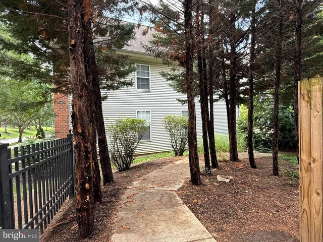 a view of a trees in the back yard