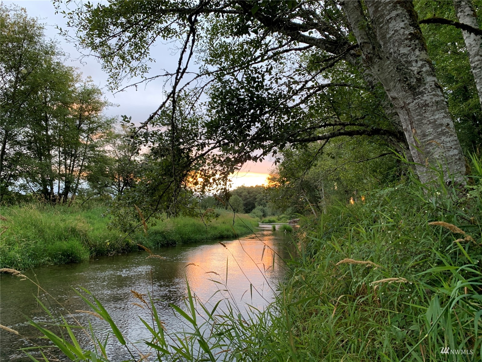 a view of a yard with plants and large trees