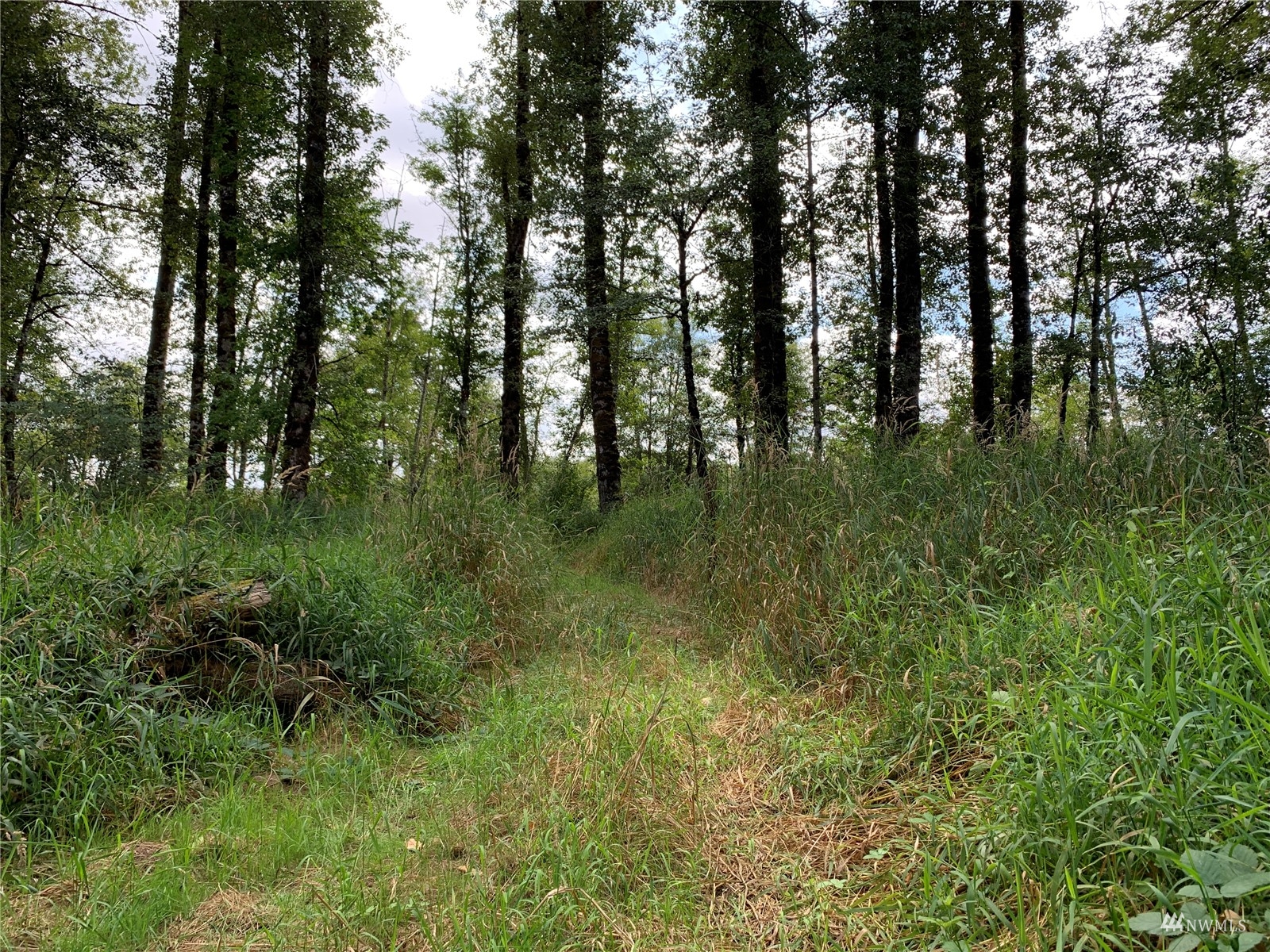 0 State Route 508 Chehalis, WA 98532 - Photo 4 of 21 a view of lush green forest