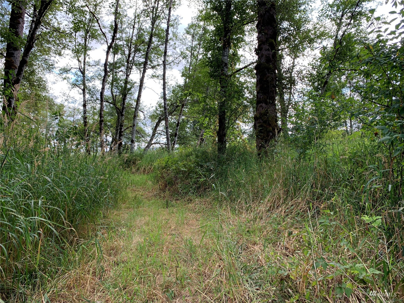 0 State Route 508 Chehalis, WA 98532 - Photo 5 of 21 a view of forest