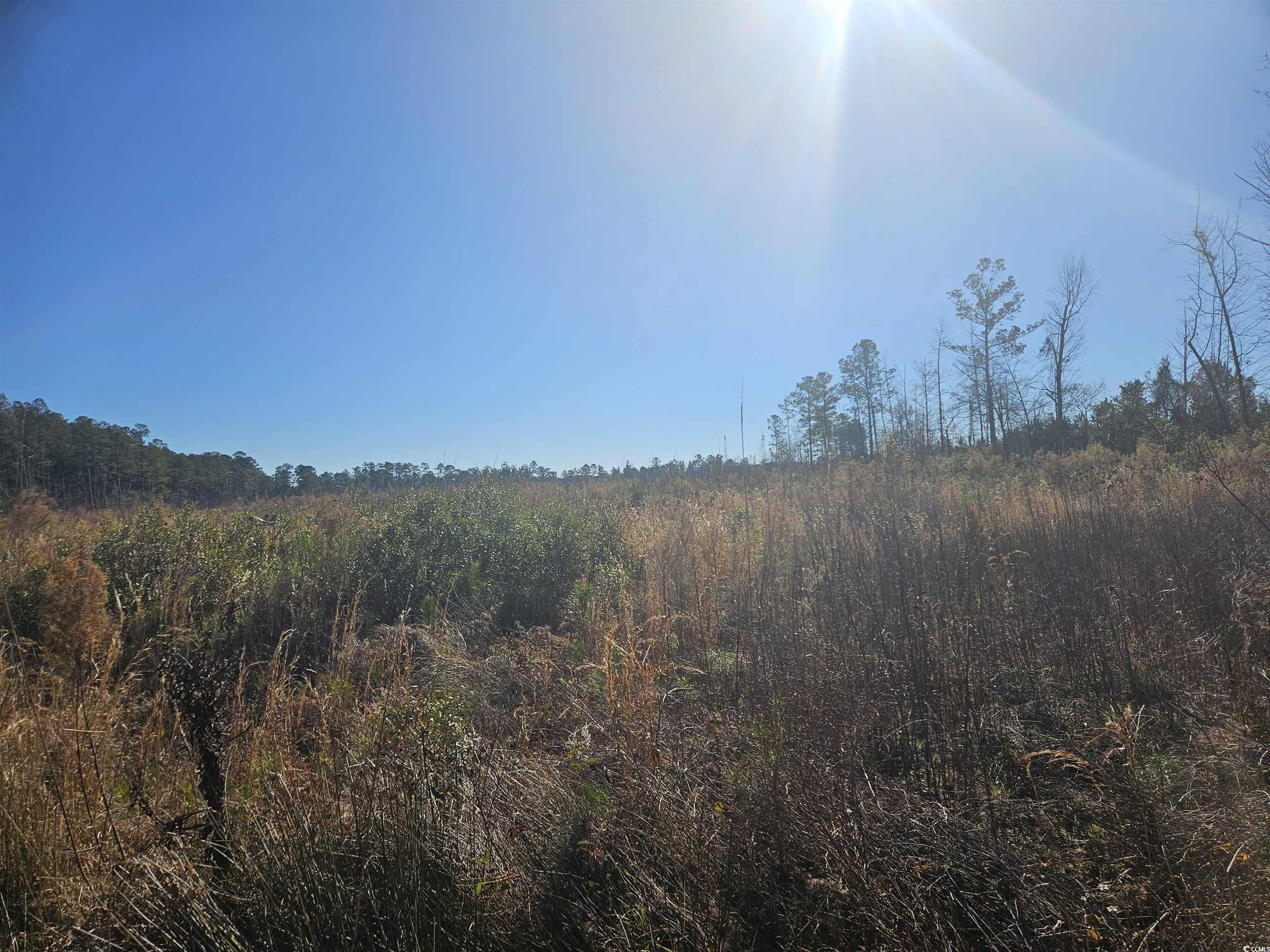 541 Highway 541 Scranton, SC 29591 - Photo 3 of 3 View of landscape