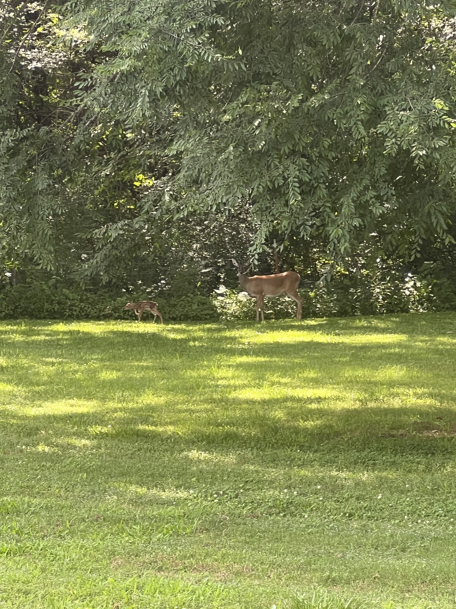 2320 Snake Town Road Chapel Hill, TN 37034 - Photo 45 of 48 a view of a water fountain and a lawn chairs