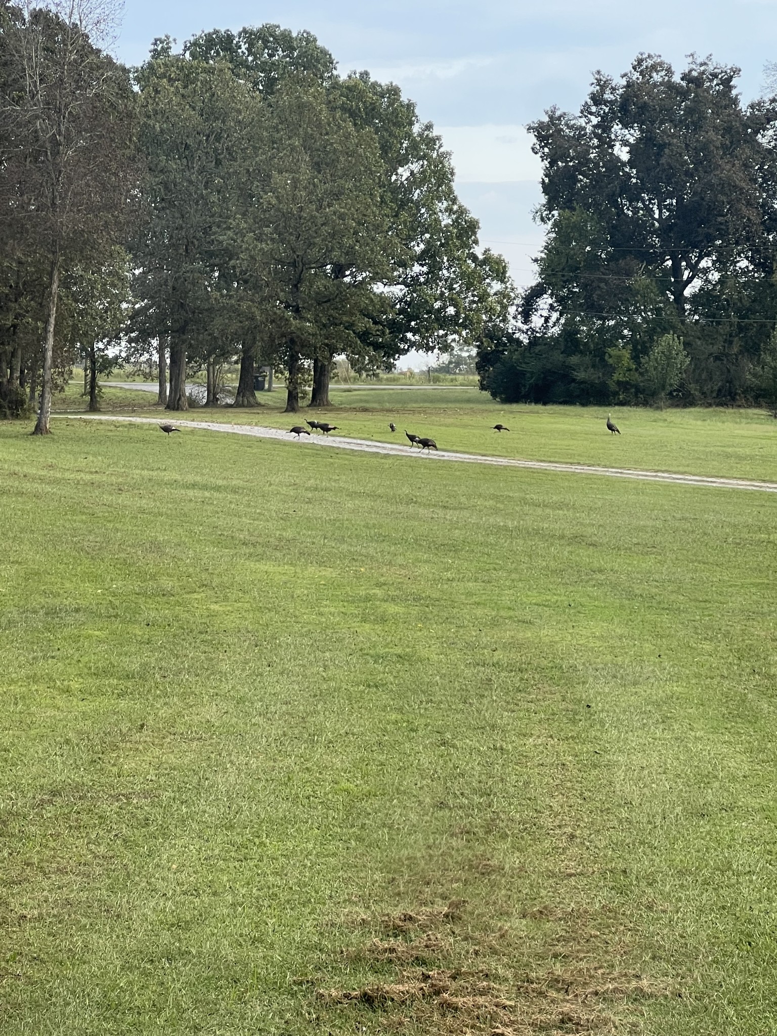 2320 Snake Town Road Chapel Hill, TN 37034 - Photo 46 of 48 a view of a green field