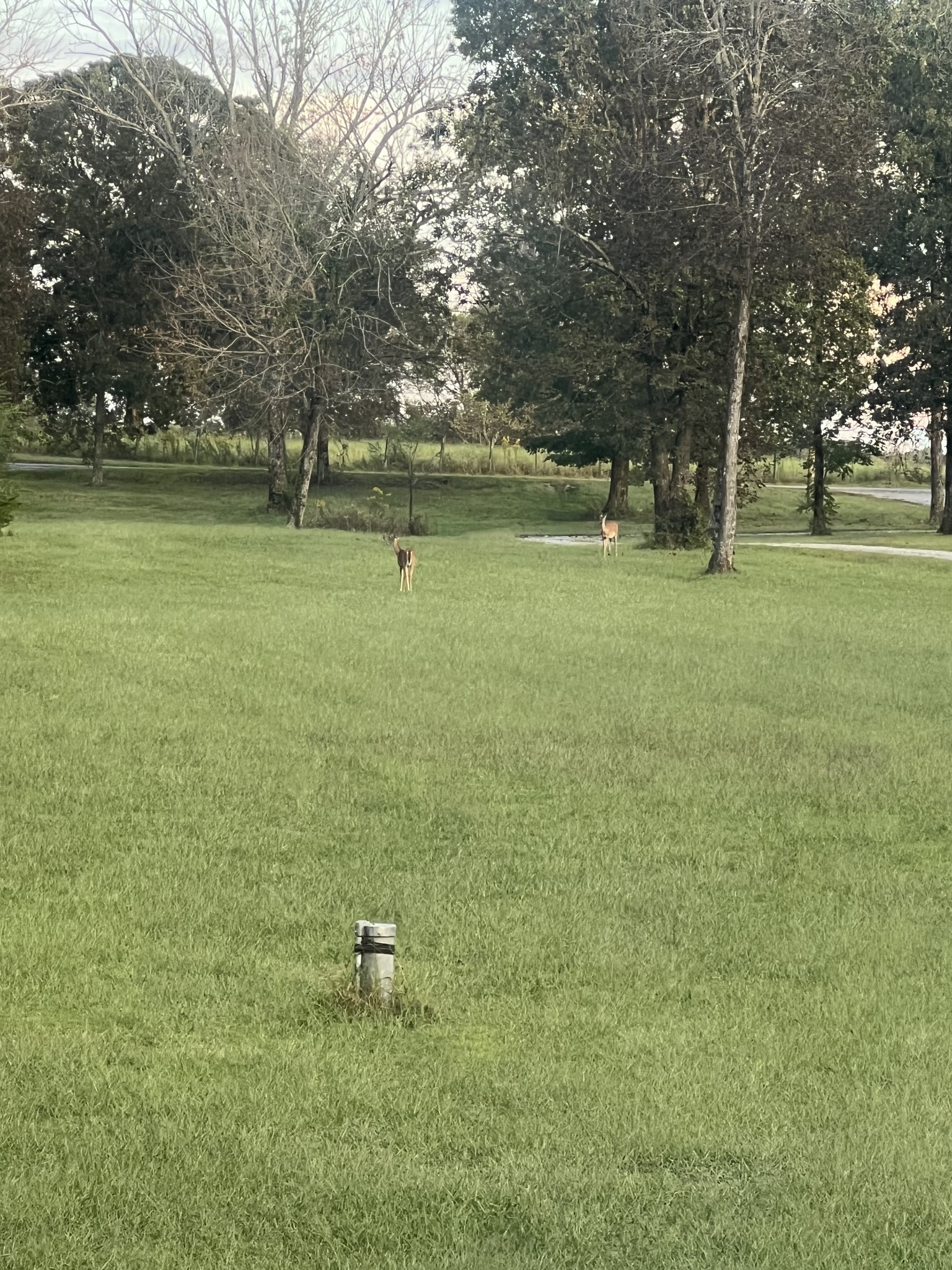 2320 Snake Town Road Chapel Hill, TN 37034 - Photo 47 of 48 a view of a tree in a yard