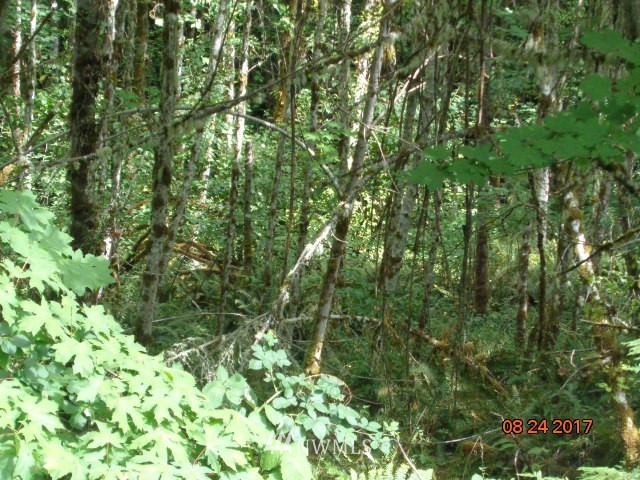 0 Misty Hill Road, Unit 9 Toutle, WA 98649 - Photo 4 of 9