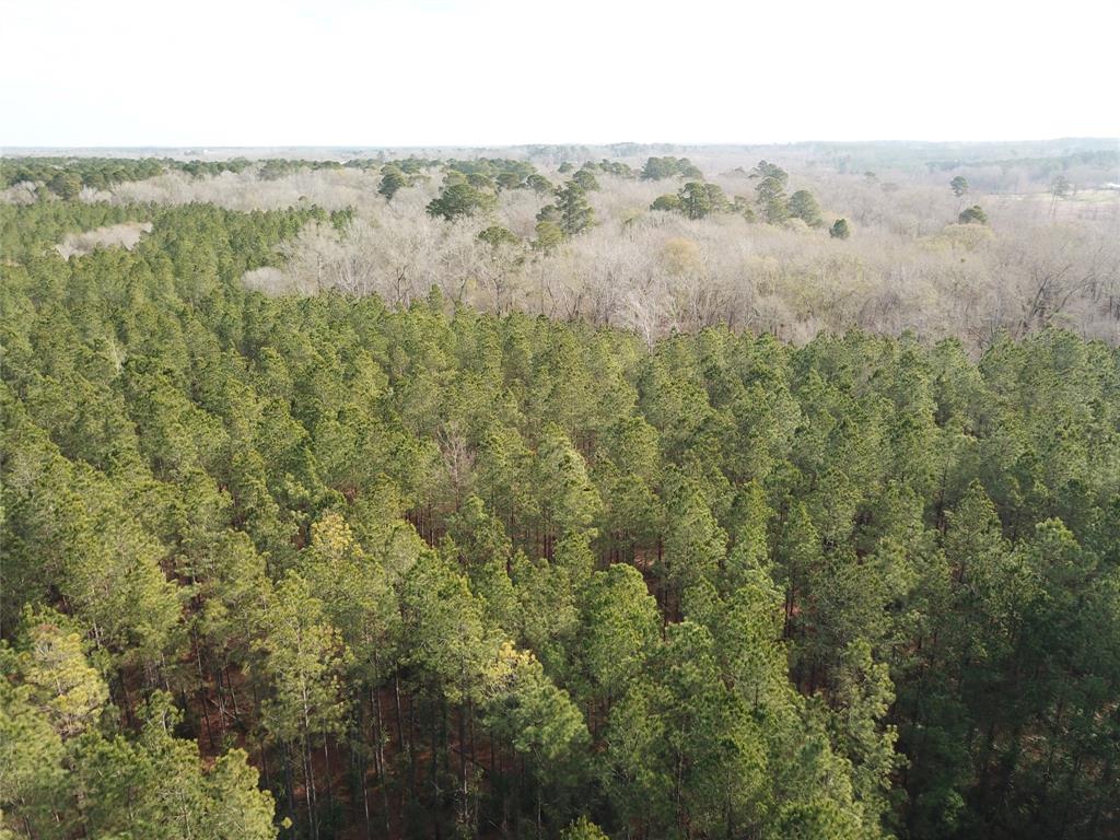 0 Countree Road Zwolle, LA 71486 - Photo 11 of 21 an aerial view of forest