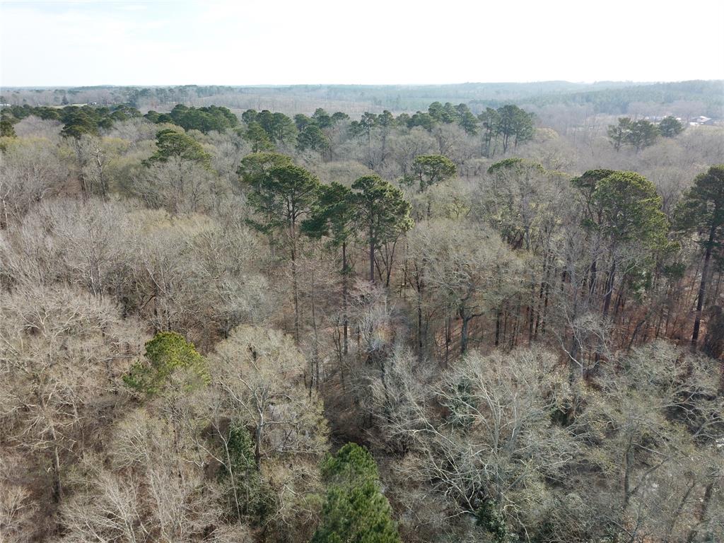 0 Countree Road Zwolle, LA 71486 - Photo 18 of 21 a view of a forest with trees in the background