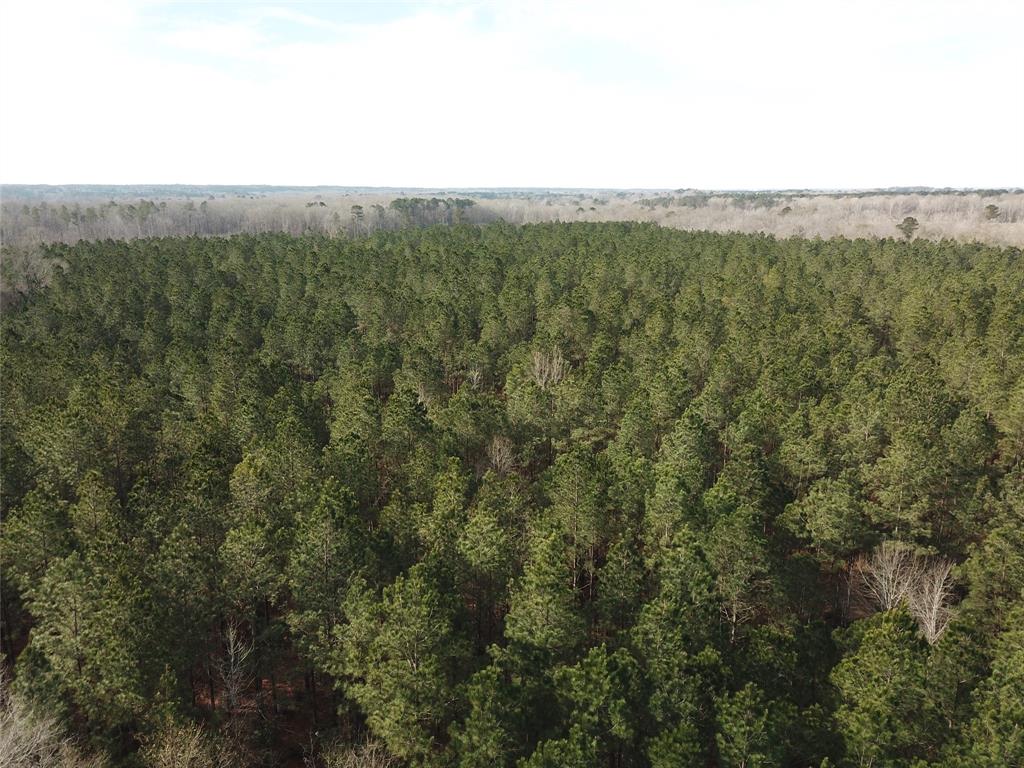 0 Countree Road Zwolle, LA 71486 - Photo 2 of 21 a view of a forest with lush green forest