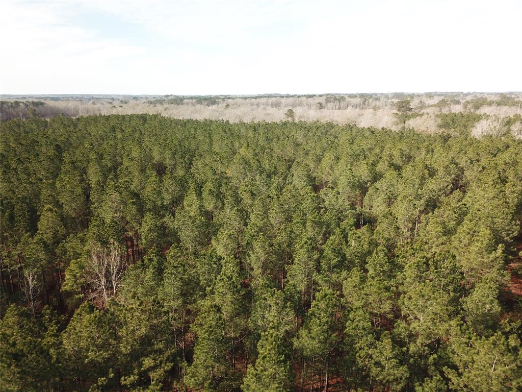 0 Countree Road Zwolle, LA 71486 - Photo 4 of 21 a view of a forest with lush green forest
