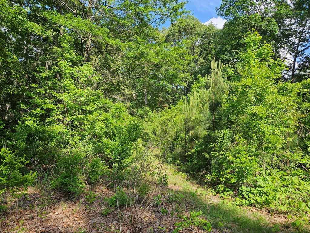 Tbd Stukes Road Summerton, SC 29148 - Photo 3 of 20