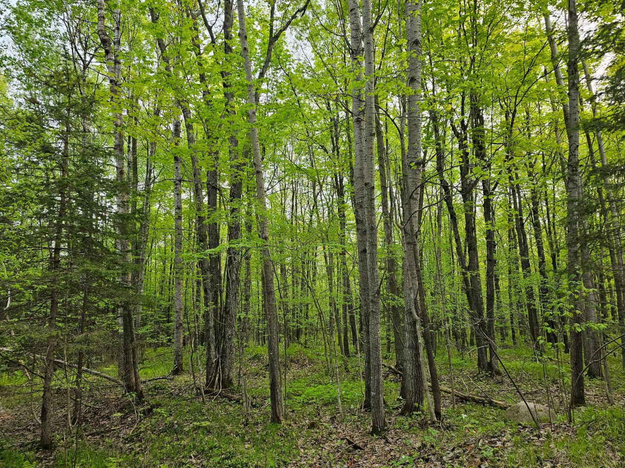 Lot 11 Eagle Waters Road Rhinelander, WI 54501 - Photo 12 of 30 Gallery Image 12