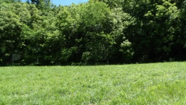 a view of backyard with green space