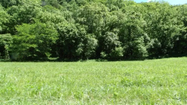 a view of backyard with green space