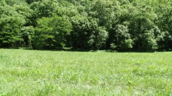a view of a lush green space