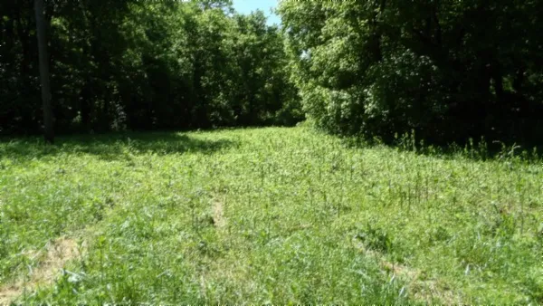 a view of yard with green space