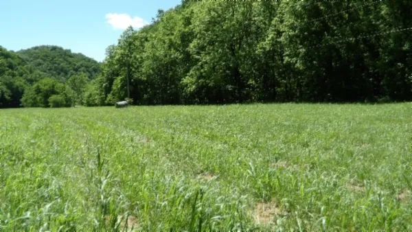 a view of a lush green forest