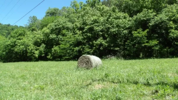 a view of a tree