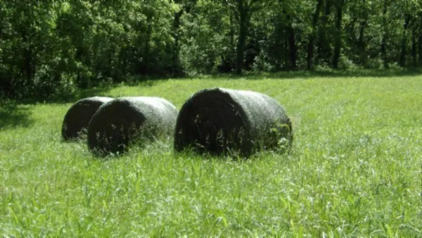 a view of a lush green forest