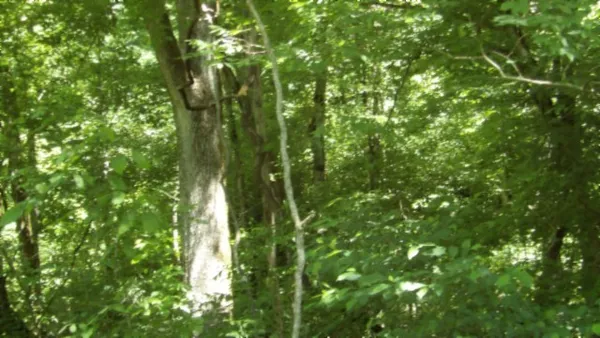 a view of a grassy field with trees in the background