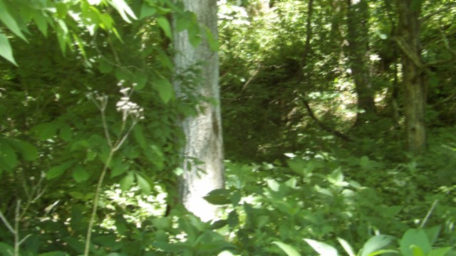 5155 Brimstone Creek Road Moss, TN 38575 - Photo 32 of 80