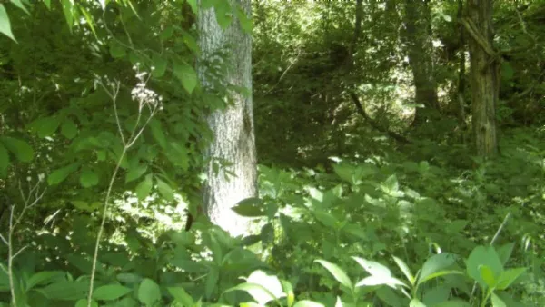 a view of a yard with a plant
