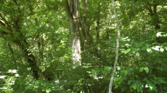 5155 Brimstone Creek Road Moss, TN 38575 - Photo 35 of 80