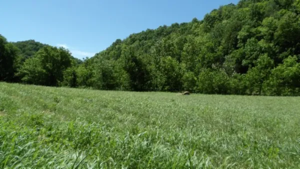 a view of a yard of a house